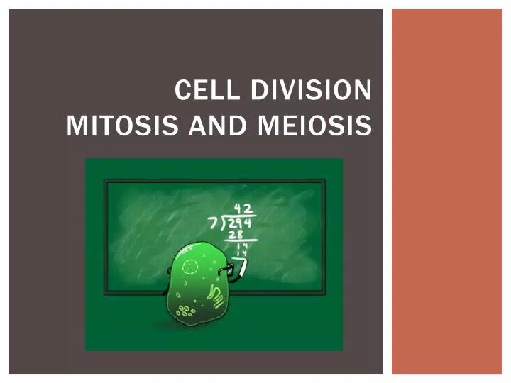 Cell Division Mitosis and Meiosis mitosis powerpoint presentation