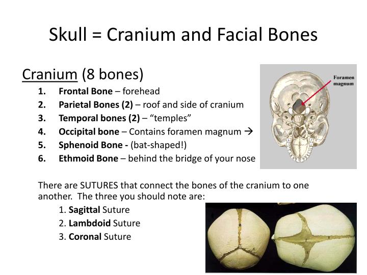 the joints between cranial bones of the skull are called