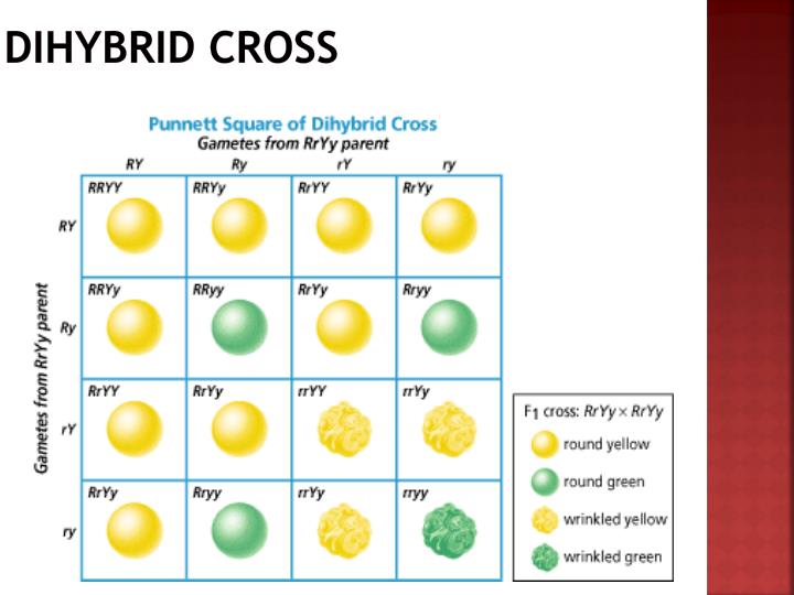 Crossover Definition Biology at Barbara Villarreal blog