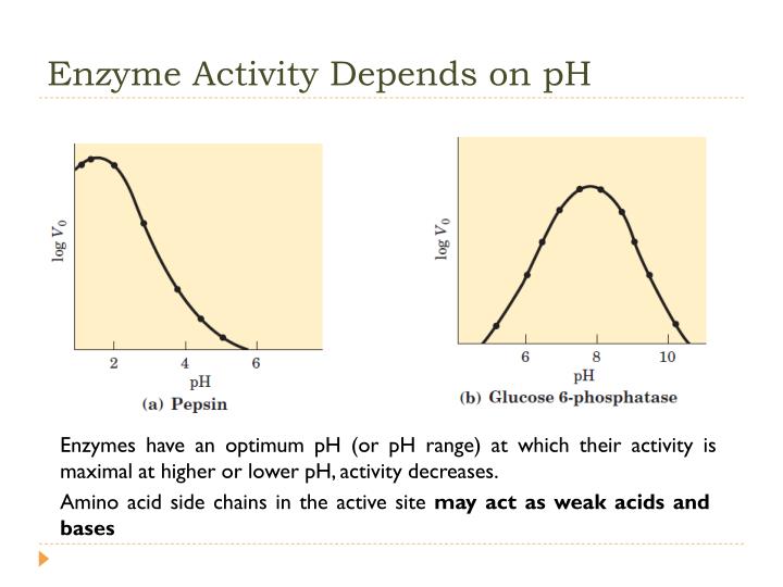 effect of ph on invertase activity Effect of temperature on invertase activity - free download as word doc (doc / docx), pdf file (pdf), text file (txt) or read online for free. effect of ph on invertase activity Effect of temperature on invertase activity - free download as word doc (doc / docx), pdf file (pdf), text file (txt) or read online for free.