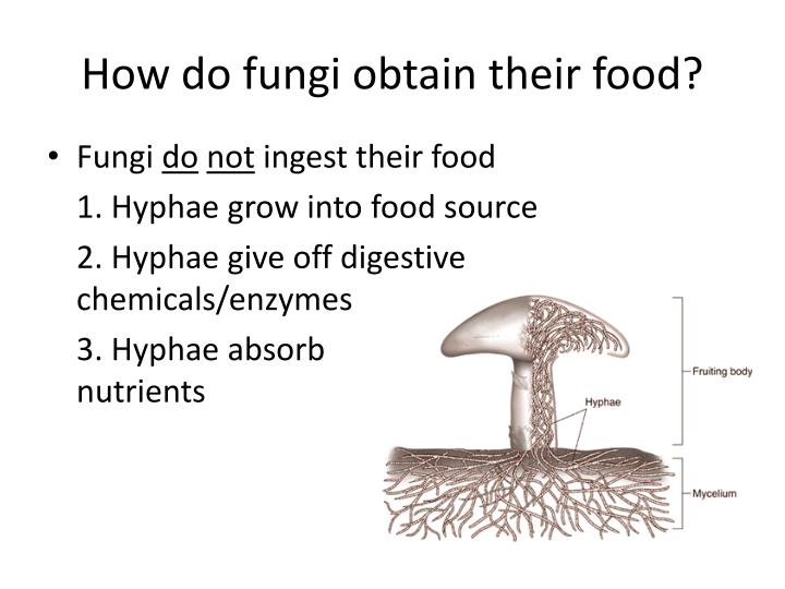PPT PROTISTS PowerPoint Presentation ID 2308699 stunning-non-green-plants-to-grow-non-green-plants-names-with-pictures