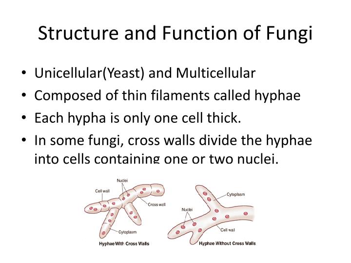 PPT PROTISTS PowerPoint Presentation ID2308699