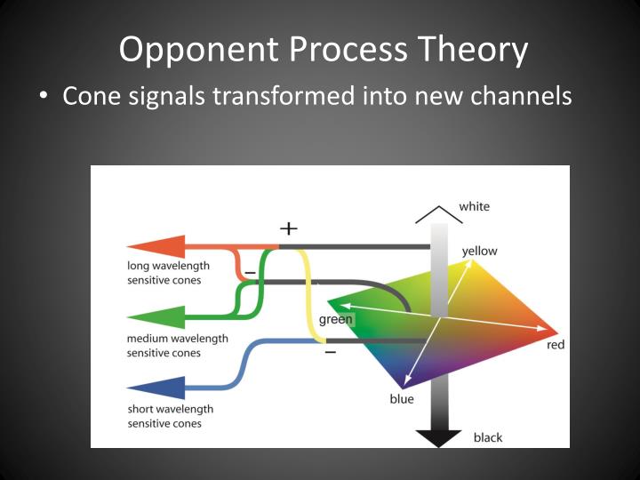 Opponent Process Theory Opponent Process Theory
