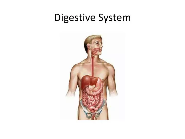 digestive system heartburn essay digestive system heartburn essay