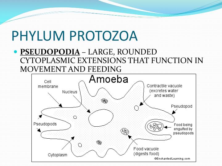 phylum protozoa Amazonin - buy protozoa (zoology phylum - 1 code no z5) 11/e (pb) book online at best prices in india on amazonin read protozoa (zoology phylum - 1. phylum protozoa Amazonin - buy protozoa (zoology phylum - 1 code no z5) 11/e (pb) book online at best prices in india on amazonin read protozoa (zoology phylum - 1.