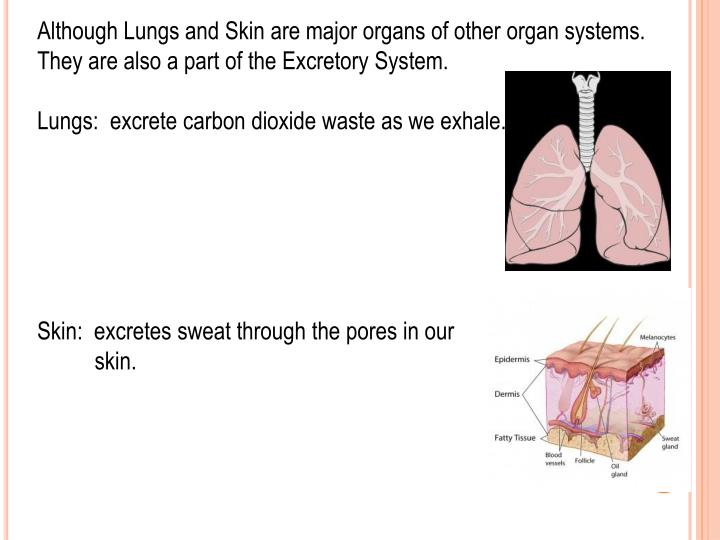 PPT - HUMAN BODY SYSTEMS PowerPoint Presentation - ID:2346301