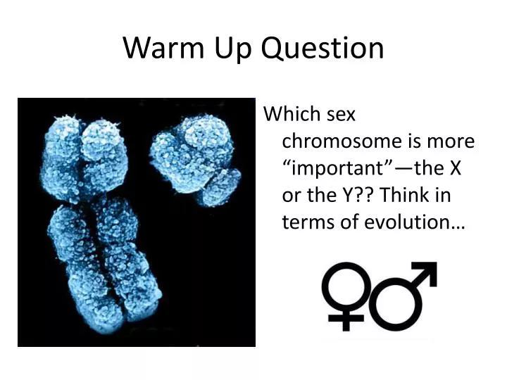 Human sex chromosome evolution