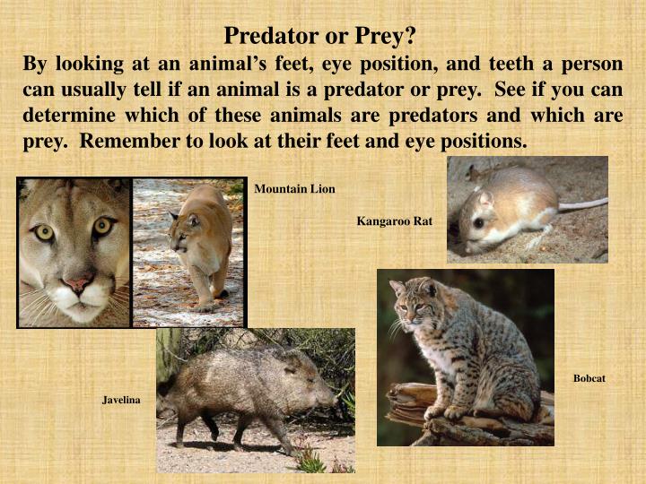 how can an animal be both predator and prey explain