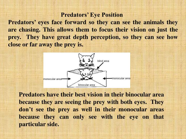 predator vs prey eye placement