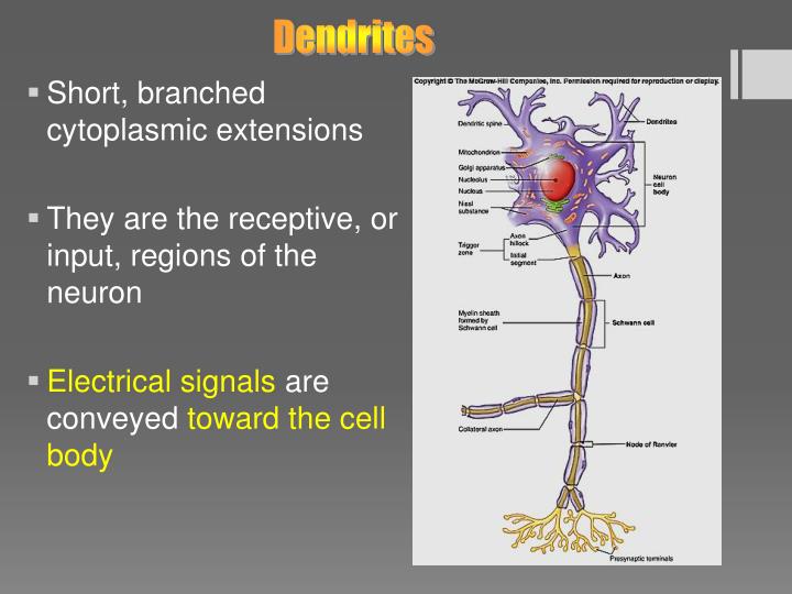 effect of dendrite structure effect of dendrite structure