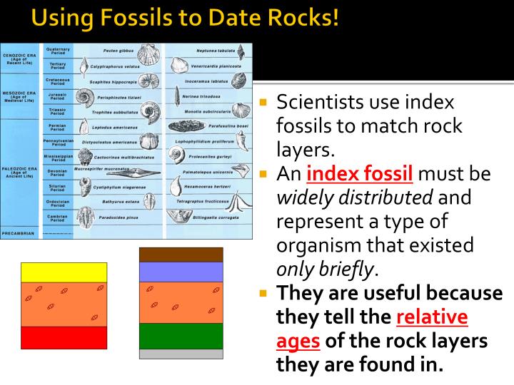 PPT Studying Fossils PowerPoint Presentation ID2351163