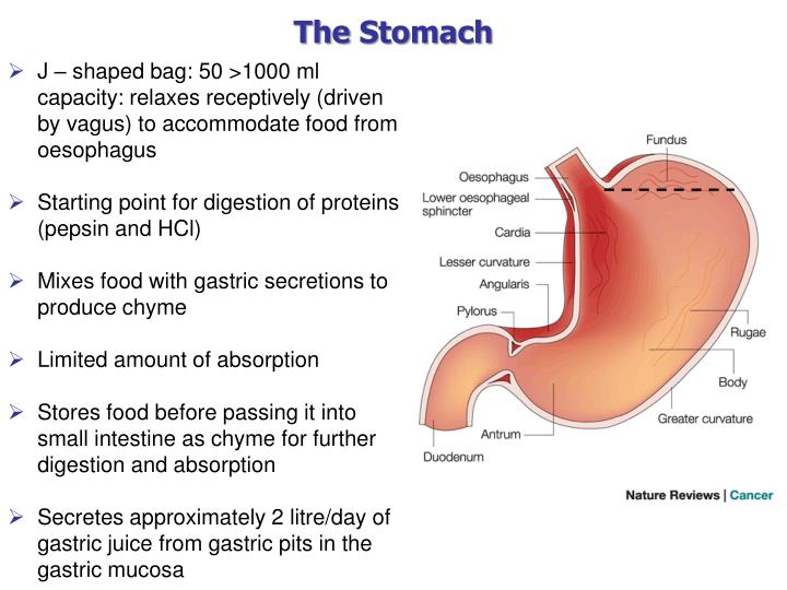 pear shaped stomach