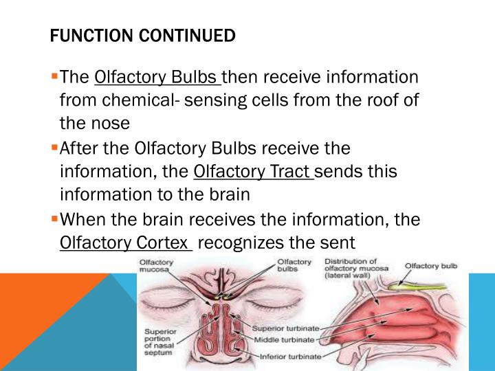 PPT Olfactory System PowerPoint Presentation ID2364209