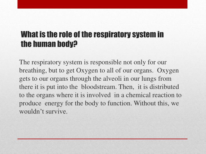 human body systems research paper Human research paper systems body types of essay titles john locke essay concerning human understanding wikipedia aqa coursework paperwork groupon persuasive essay. human body systems research paper Human research paper systems body types of essay titles john locke essay concerning human understanding wikipedia aqa coursework paperwork groupon persuasive essay.