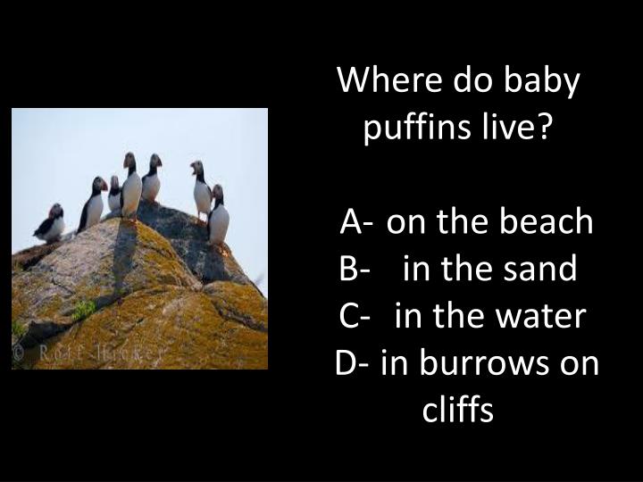 ppt night of the pufflings review powerpoint ppt night of the pufflings review powerpoint