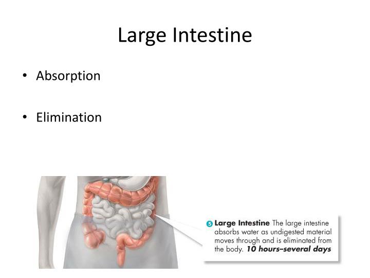 PPT - Digestive System PowerPoint Presentation - ID:2406408