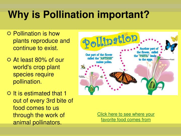 PPT - Pollination PowerPoint Presentation - ID:2423311