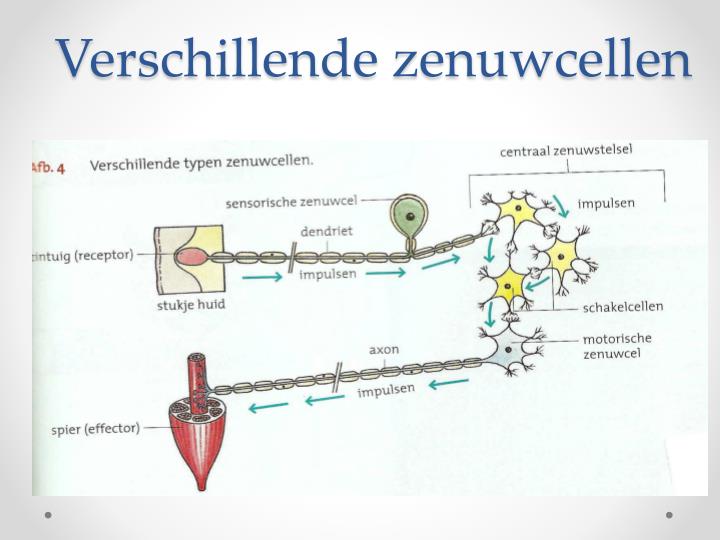 Ppt Bouw En Functie Van Het Zenuwstelsel Powerpoint Presentation Id2426475 7994