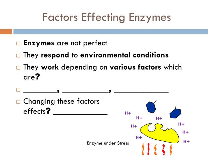 factors effecting enzymes Ap biology factors influencing enzyme activity lab by: chase, brian, walter, and nick the general questions: 1 balanced equation: 2 h2o2--2 h2o + o2 2. factors effecting enzymes Ap biology factors influencing enzyme activity lab by: chase, brian, walter, and nick the general questions: 1 balanced equation: 2 h2o2--2 h2o + o2 2.