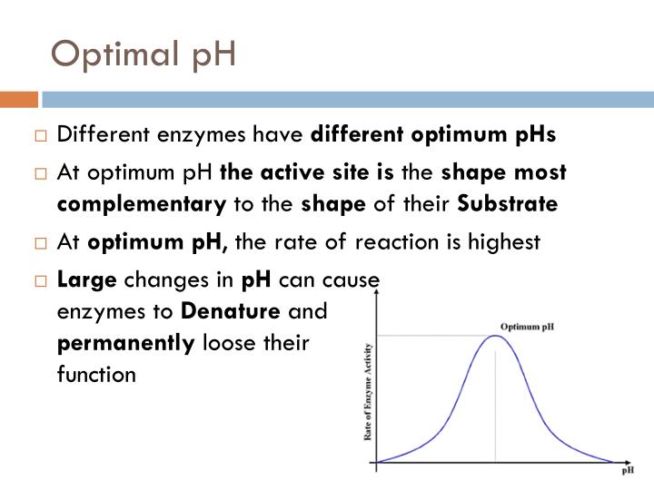 enzyme reaction rates under different conditions Start studying chapter 7 - enzyme kinetics practice the saturating conditions of an enzyme reaction: the study of enzymatic reaction rates in which the rate. enzyme reaction rates under different conditions Start studying chapter 7 - enzyme kinetics practice the saturating conditions of an enzyme reaction: the study of enzymatic reaction rates in which the rate.