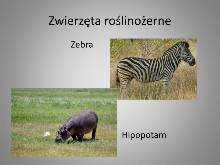 Zwierzęta Roślinożerne Mięsożerne Wszystkożerne Klasa 3 PPT - Położenie sawanny PowerPoint Presentation - ID:2441563
