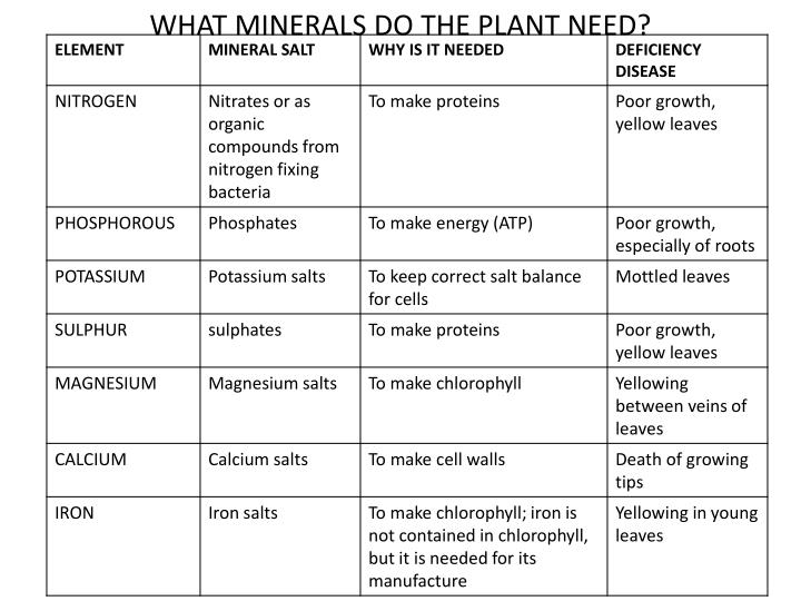 PPT Plant Structure PowerPoint Presentation ID 2442607 ppt-plant-structure-powerpoint-presentation-id-2442607