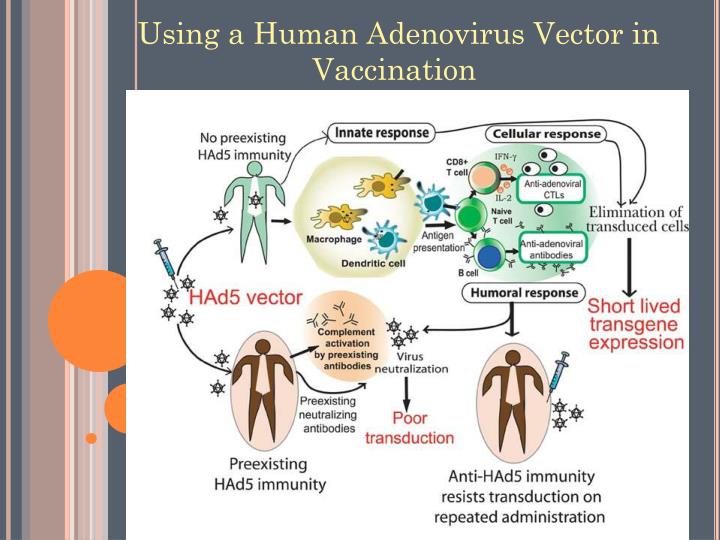 PPT - ADENOVIRUS AS A VECTOR IN GENE THERAPY AND VACCINES PowerPoint