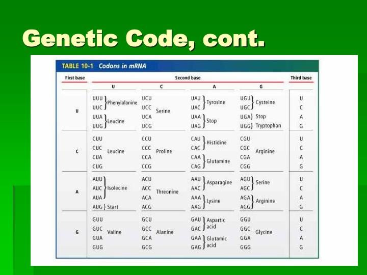 genetic coding The genetic code consists of a sequence of three letter words (sometimes called 'triplets', sometimes called 'codons'), written one after another along the length of the dna strand each code word is a unique combination of three letters (like the ones shown above) that will eventually be interpreted as a single amino acid in a polypeptide chain. genetic coding The genetic code consists of a sequence of three letter words (sometimes called 'triplets', sometimes called 'codons'), written one after another along the length of the dna strand each code word is a unique combination of three letters (like the ones shown above) that will eventually be interpreted as a single amino acid in a polypeptide chain.