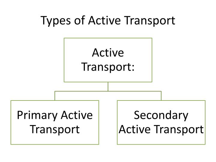 ppt-transport-across-cell-membrane-ii-guyton-12-th-ed-chapter-4