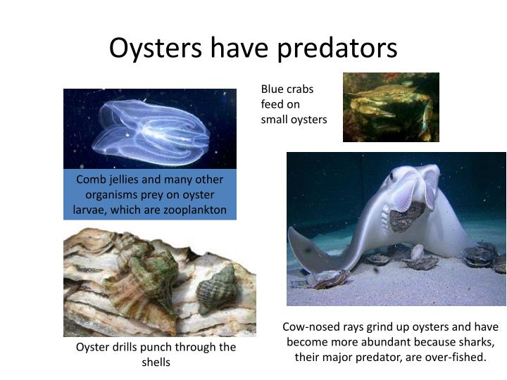 algae species feed for oyster spat algae species feed for oyster spat