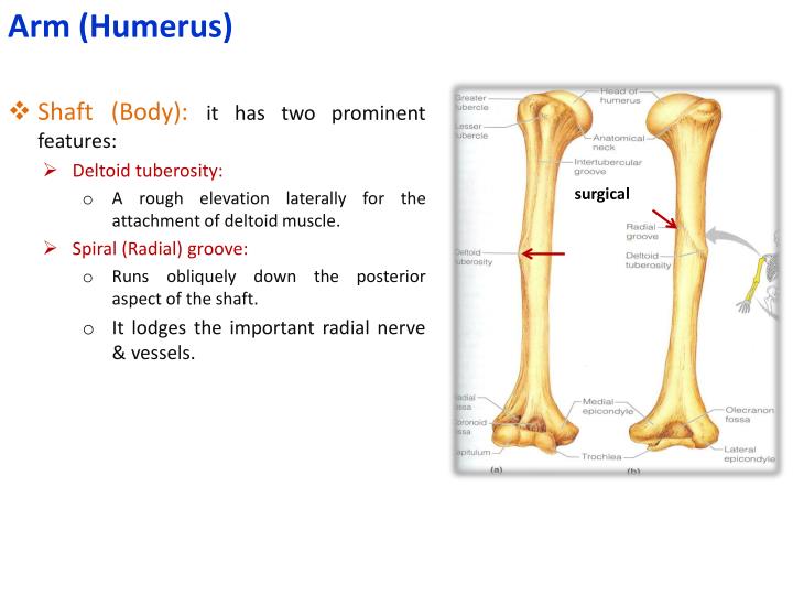 PPT - BONES OF THE UPPER LIMB PowerPoint Presentation - ID:2507480