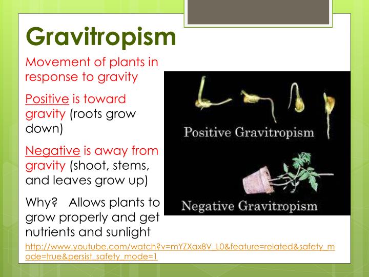 PPT Plants Move PowerPoint Presentation ID2509446