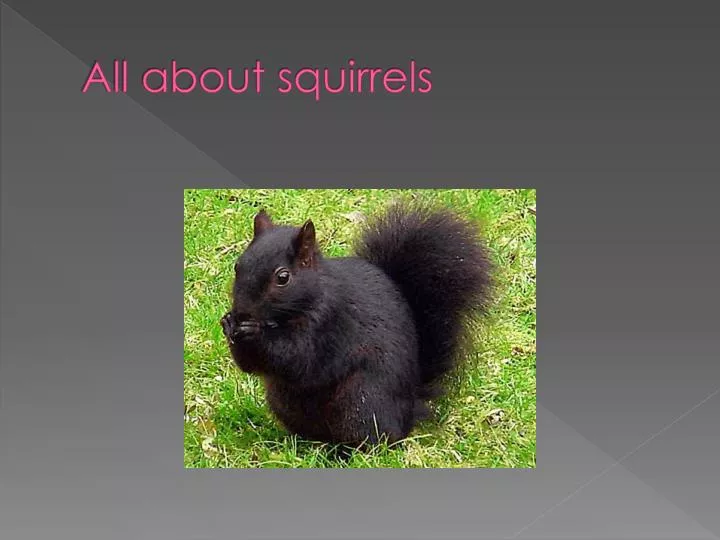 ppt all about squirrels powerpoint presentation id 2521330 ppt all about squirrels powerpoint presentation id 2521330