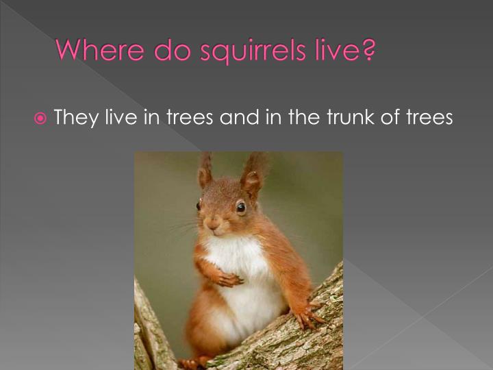 best 28 how do squirrels live in the where do best 28 how do squirrels live in the where do