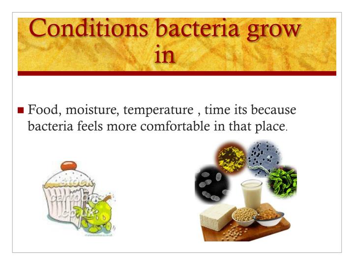 PPT Bacteria PowerPoint Presentation ID 2523382 ppt-bacteria-powerpoint-presentation-id-2523382