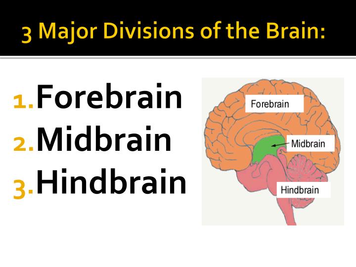 PPT - Anatomy of the Brain & Spinal Cord PowerPoint Presentation - ID