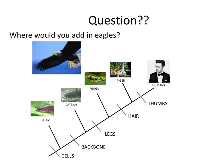 ppt cladograms powerpoint presentation id 2533471 venn diagram cladogram