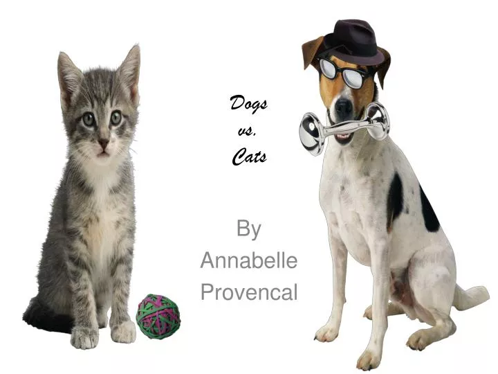 Dogs are better than cats essay