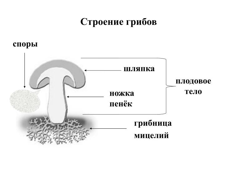 download the y chromosome and male