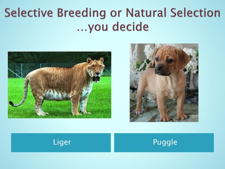 Natural Selection Breeding Natural Selection Breeding