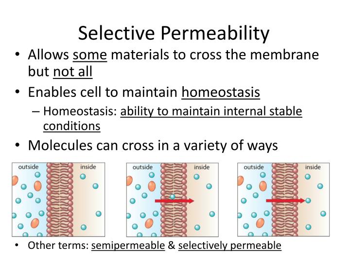 ppt-cell-membrane-diffusion-osmosis-active-transport-endocytosis