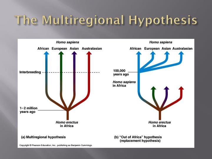 a comparison of the multiregional theory and the out of africa theory Other articles where out of africa i is discussed: homo erectus: theories of gradual change:by supporters of the “out of africa” hypothesis, who find the threshold concept at variance with the modern genetic theory of evolutionary change. a comparison of the multiregional theory and the out of africa theory Other articles where out of africa i is discussed: homo erectus: theories of gradual change:by supporters of the “out of africa” hypothesis, who find the threshold concept at variance with the modern genetic theory of evolutionary change.