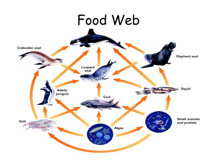 Analyze The Flow Of Energy Through A Food Chain Analyze The Flow Of Energy Through A Food Chain