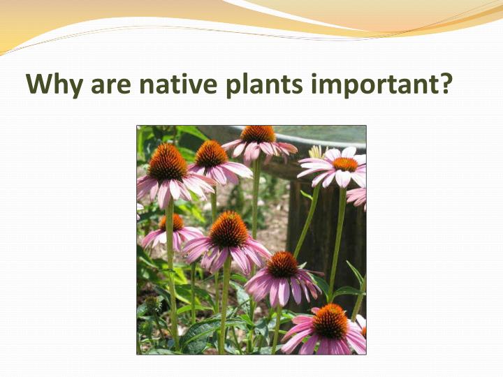PPT 100,000 NATIVE PLANT PROJECT PowerPoint Presentation