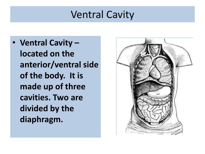 PPT Body Planes and Directional Terms PowerPoint Presentation ID2616001