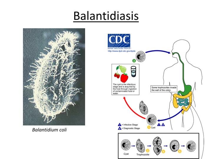 PPT - Microscopy PowerPoint Presentation - ID:2620783