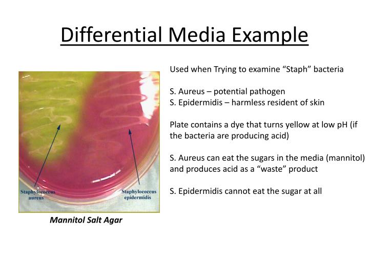PPT Microscopy PowerPoint Presentation ID2620783
