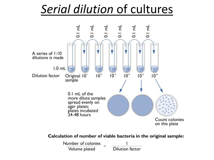serial dilution serial dilution
