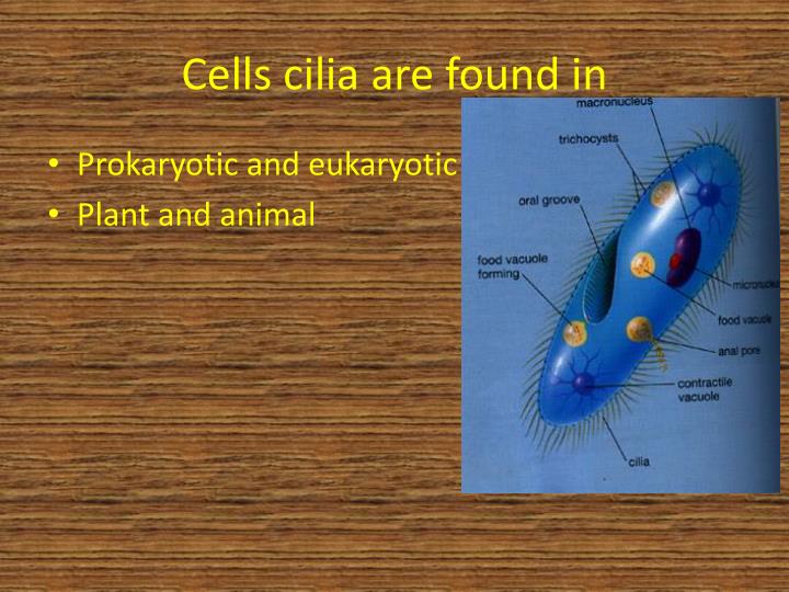 PPT Cilia and Ribosomes PowerPoint Presentation ID2633757