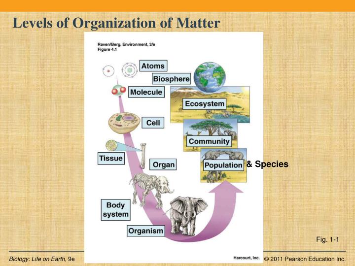 PPT - Introduction To Biology BIOS 1010 7A PowerPoint Presentation - ID ...